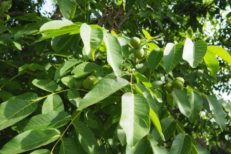 Juglans regia, the Persian, English, Carpathian or Madeira walnut, common walnut. large deciduous tree. Food allergen sources. Foliage and fruits close up. Edible walnut in garden.