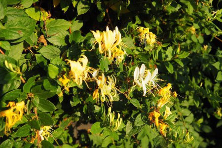 Lonicera japonica es una especie de madreselva de la familia Mordellidae. Planta ornamental utilizada en la medicina tradicional china. Flores amarillas blancas.