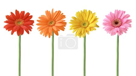Set von bunten Gerbera-Blüten Kollektion mit roten, orangen, gelben und rosa Farben, isoliert auf weißem Hintergrund.