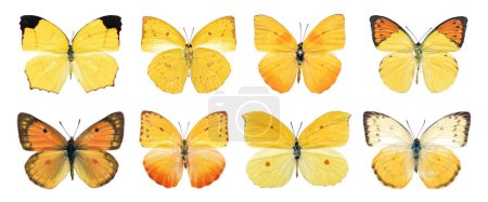 Photo for Collection beautiful different types of realistic butterflies, Isolated on white background with clipping path for decorative design. - Royalty Free Image