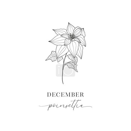 Floral Decorative Design Element. Poinsettia, December Birth Flower, Birth Month, Mother s Day, Birth Announcement, Baby Gift, T-shirt design, Print.