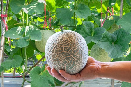 Photo for Hand of woman holding melon in garden melon farm,Melons in the garden,Melon fruits and melon plants in a vegetable garde - Royalty Free Image
