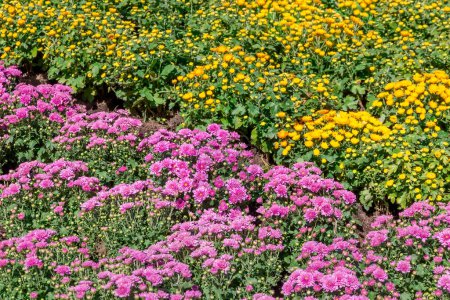 Photo for Beautiful bouquet of chrysanthemums outdoors, chrysanthemums Flower field blooming spring flowers season in the garde - Royalty Free Image