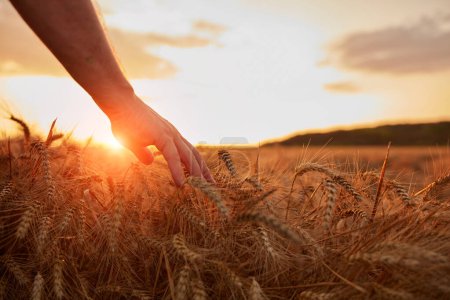 Photo for Hand touching wheat crops in golden hour, sunset, sunrise time. - Royalty Free Image
