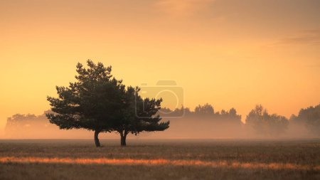 Foto de Hermoso paisaje de verano con árboles y rayos de sol rompiendo la niebla - Imagen libre de derechos