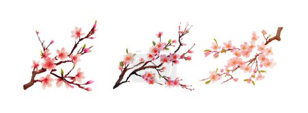 Illustration for Sakura flowers branch watercolor isolated on white background. Cheery blossom flowers, spring and autumn flowers vector illustration. - Royalty Free Image