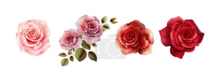 Foto de Rosa flores acuarela conjunto. Colección de rosas rosadas o rojas aisladas sobre fondo blanco. Ilustración vectorial. - Imagen libre de derechos
