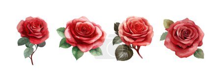Foto de Rosa flores acuarela conjunto. Colección de rosas rosadas o rojas aisladas sobre fondo blanco. Ilustración vectorial. - Imagen libre de derechos