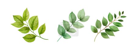 Conjunto de hojas verdes acuarela. Rama vegetal de hoja verde aislada sobre fondo blanco. Ilustración vectorial.