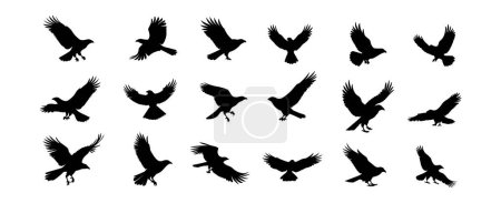 Foto de Conjunto de vectores de silueta de águila aislados sobre fondo blanco. Flying wildlife birds design vector illustration. - Imagen libre de derechos
