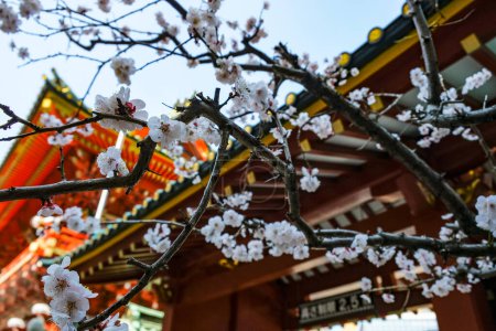 Photo for Tokyo, Japan - March 7, 2023: Cherry blossom at the Kanda Myojin Shrine in Chiyoda, Tokyo, Japan. - Royalty Free Image