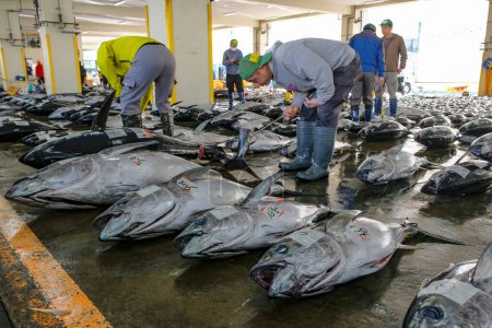 Téléchargez les photos : Nachikatsuura, Japon - 19 mars 2023 : Acheteurs inspectant du thon lors de la vente aux enchères de thon à Nachikatsuura sur la péninsule de Kii, Japon. - en image libre de droit