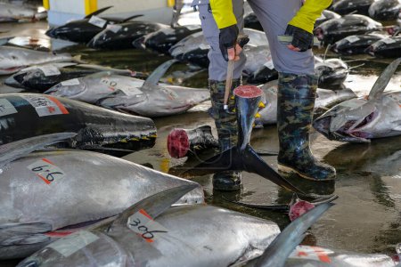 Téléchargez les photos : Nachikatsuura, Japon - 19 mars 2023 : Acheteurs inspectant du thon lors de la vente aux enchères de thon à Nachikatsuura sur la péninsule de Kii, Japon. - en image libre de droit