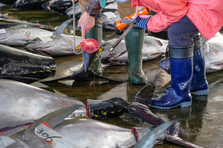 Photo for Nachikatsuura, Japan - March 19, 2023: Buyers inspecting tuna at the tuna market auction in Nachikatsuura on the Kii Peninsula, Japan. - Royalty Free Image