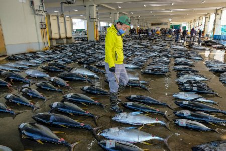 Photo for Nachikatsuura, Japan - March 19, 2023: Tuna auction at the Tuna Market in Nachikatsuura on the Kii Peninsula, Japan. - Royalty Free Image