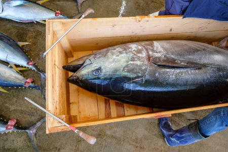Téléchargez les photos : Nachikatsuura, Japon - 19 mars 2023 : Thon à la vente aux enchères de thon à Nachikatsuura sur la péninsule de Kii, Japon. - en image libre de droit