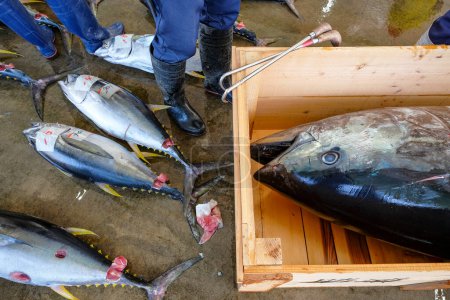 Téléchargez les photos : Nachikatsuura, Japon - 19 mars 2023 : Thon à la vente aux enchères de thon à Nachikatsuura sur la péninsule de Kii, Japon. - en image libre de droit