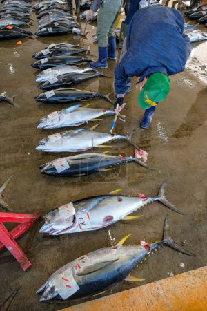 Téléchargez les photos : Nachikatsuura, Japon - 19 mars 2023 : Vente aux enchères de thon au marché aux thons de Nachikatsuura sur la péninsule de Kii, Japon. - en image libre de droit