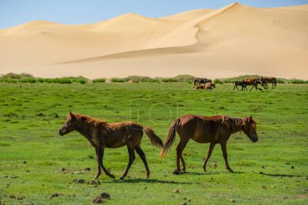 Photo for Horses in the Khongor Sand Dunes in the Gobi Desert in Mongolia. - Royalty Free Image