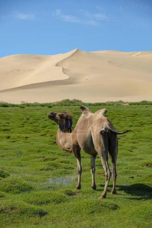 Photo for A camel in the Khongor Sand Dunes in the Gobi Desert in Mongolia. - Royalty Free Image