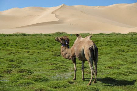 Photo for A camel in the Khongor Sand Dunes in the Gobi Desert in Mongolia. - Royalty Free Image