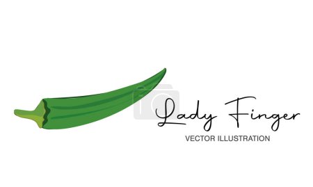 Ilustración de Ilustración vectorial de okra, dedo de dama. Verduras verdes. - Imagen libre de derechos