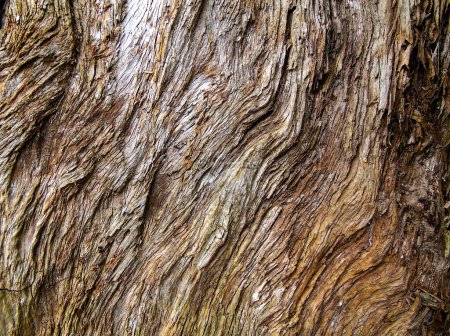 texture of the bark of an old pear close up
