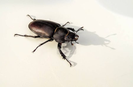 Escarabajo ciervo sobre fondo claro, primer plano