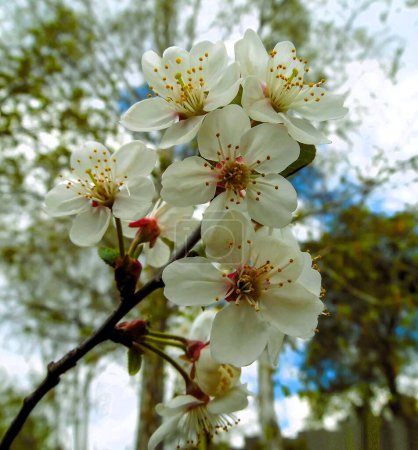 Photo for Cherry tree blossoms in early spring. - Royalty Free Image