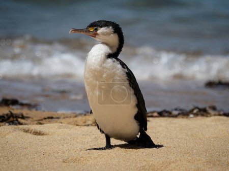 Photo for Black and white australian pied shag cormorant bird standing on sand beach in Abel Tasman National Park South Island New Zealand - Royalty Free Image