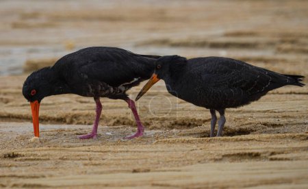 Photo for A pair of foraging black variable oystercatcher bird walking on low tide sand bank beach in Abel Tasman National Park South Island New Zealand - Royalty Free Image