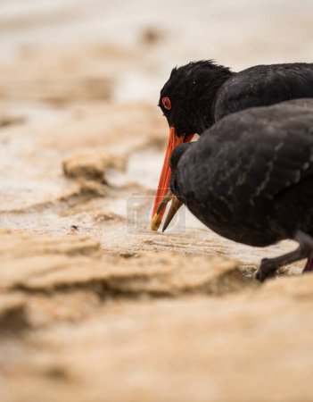 Photo for A pair of foraging black variable oystercatcher bird walking on low tide sand bank beach in Abel Tasman National Park South Island New Zealand - Royalty Free Image