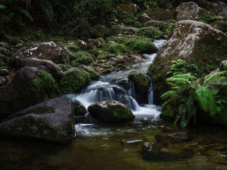 Téléchargez les photos : Moss covered natural waterslide rockpools Cleopatras Pool at Torrent river stream Bay in Abel Tasman National Park South Island New Zealand - en image libre de droit