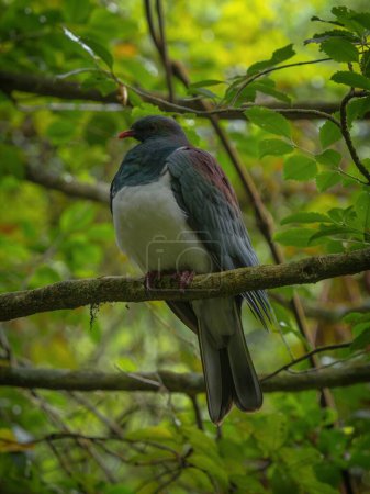 Téléchargez les photos : Close up of endemic Kereru New Zealand wood pigeon bird sitting on tree branch in Abel Tasman National Park South Island NZ - en image libre de droit