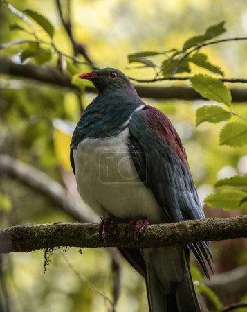 Téléchargez les photos : Close up of endemic Kereru New Zealand wood pigeon bird sitting on tree branch in Abel Tasman National Park South Island NZ - en image libre de droit