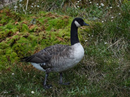 Téléchargez les photos : Close up of black white and grey Canada Goose bird standing on green alpine mountain grass in Nelson Lakes National Park South Island New Zealand - en image libre de droit