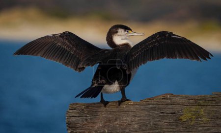 Photo for Back view of black white common shag Australian pied cormorant with wings wide open sitting on wooden tree branch in Aramoana Otago Dunedin New Zealand - Royalty Free Image