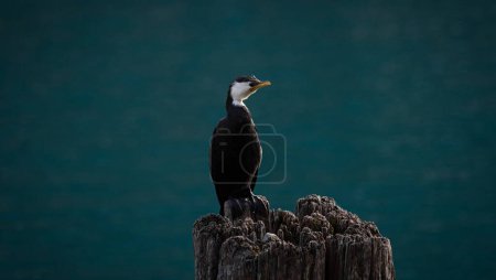 Photo for Close up view of black and white australian pied shag cormorant bird standing on wooden tree stump at Fortune Bobs Cove, Mount Creighton Queenstown Lake Wakatipu Otago South Island New Zealand - Royalty Free Image