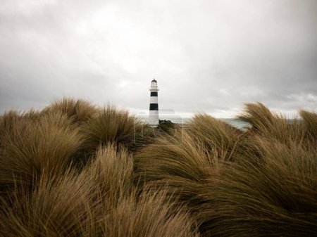 Téléchargez les photos : Tussock herbe paysage panorama du phare noir et blanc Cape Campbell sur la plage de l'océan Pacifique dans le lac Grassmere Marlborough Île du Sud Nouvelle-Zélande - en image libre de droit