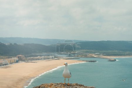Möwe thront auf einem Felsen und blickt geradeaus mit dem Strand und dem Hafen von Nazare im Hintergrund. Bewölkter Tag im Urlaub in Portugal.
