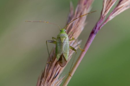 Téléchargez les photos : Bug Adelphocoris quadripunctatus dans le milieu naturel - en image libre de droit