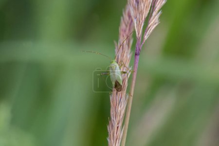 Téléchargez les photos : Bug Adelphocoris quadripunctatus dans le milieu naturel - en image libre de droit