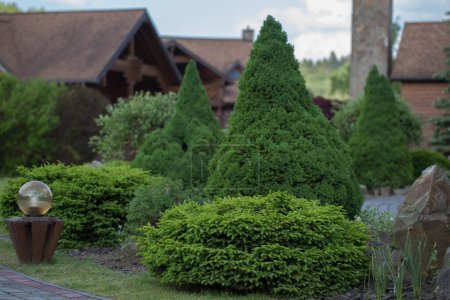 Photo for Modern unique landscape design. A group of decorative coniferous trees (Picea abies Nidiformis, Picea glauca Conica) and bushes against the background of wooden cottages is an example of landscape. - Royalty Free Image