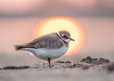 Foto de Common ringed plover or ringed plover (Charadrius hiaticula) is a small plover of the Charadriidae family. Common ringed plover in winter plumage against the background of sunset. - Imagen libre de derechos