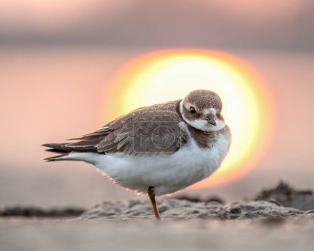 Téléchargez les photos : Common ringed plover or ringed plover (Charadrius hiaticula) is a small plover of the Charadriidae family. Common ringed plover in winter plumage against the background of sunset. - en image libre de droit