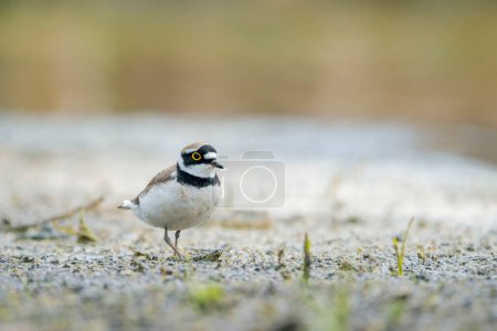 Foto de Little ringed plover (Charadrius dubius) is a small plover of the Charadriidae family. - Imagen libre de derechos