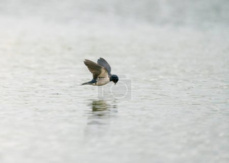 Foto de Barn swallow (Hirundo rustica) catches insects in flight over water. - Imagen libre de derechos