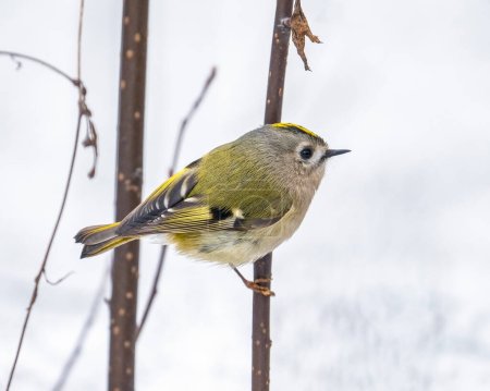 Goldcrest (Regulus regulus) is a very small passerine bird in the Regulidae family. Goldcrest portrait in natural biotope.