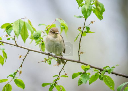 Photo for Common chiffchaff (Phylloscopus collybita), or simply the chiffchaff in spring in the natural nesting biotope. - Royalty Free Image