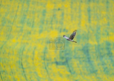 Foto de Montagu's harrier (Circus pygargus) is a migratory bird of the Accipitridae family. Montagu's harrier in flight over a yellow flowering field. - Imagen libre de derechos